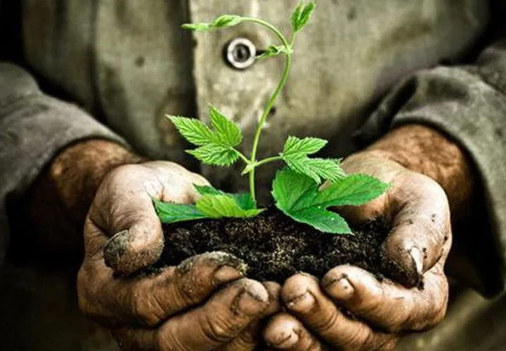 Pemanfaatan Lahan di Rumah saat Berkurangnya Lahan di Hutan